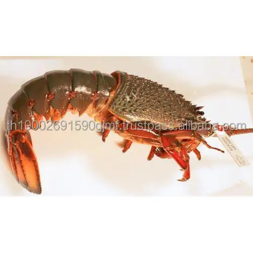 rock-lobster-500x500.jpg