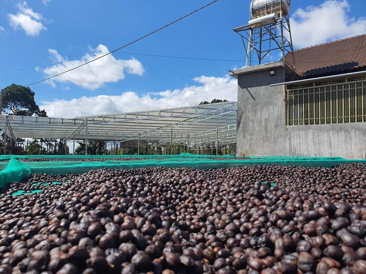 Лидер продаж вьетнамские зеленые кофейные зерна Robusta Arabica цельные бобы полезный жареный кофе конкурентоспособная цена готовый импорт