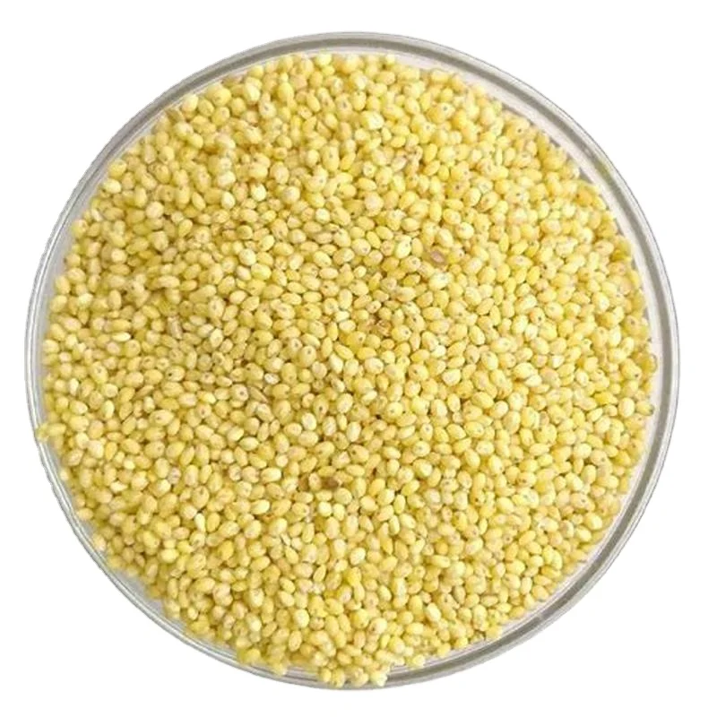 Sorghum White Milo Sorghum Grains Sorghum Price Per Ton for wholesale supply