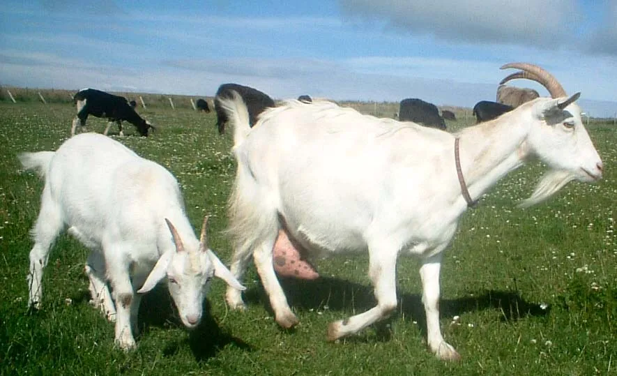 CoA Goat Colostrum with 20% IgG 90 capsules 225mg