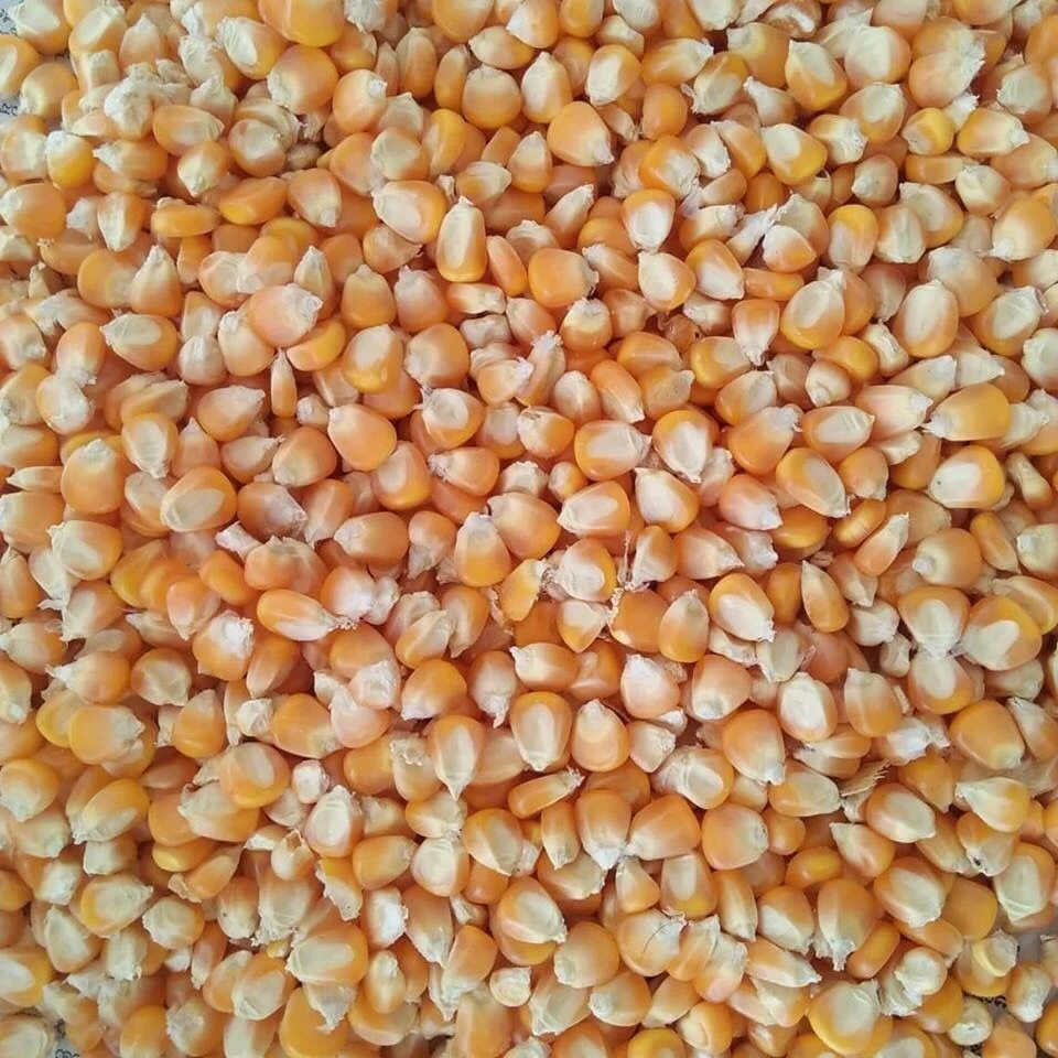 Hot Selling Yellow Maize Wholesale Price Animal Feed Corn Yellow Maize