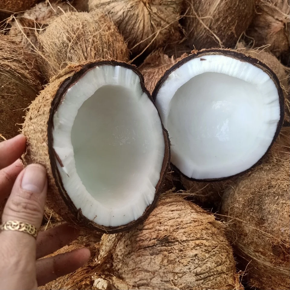 Сухой кокосовый полуочищенный кокос 0,7 кг на экспорт на рынке вьетнамского происхождения разумная цена