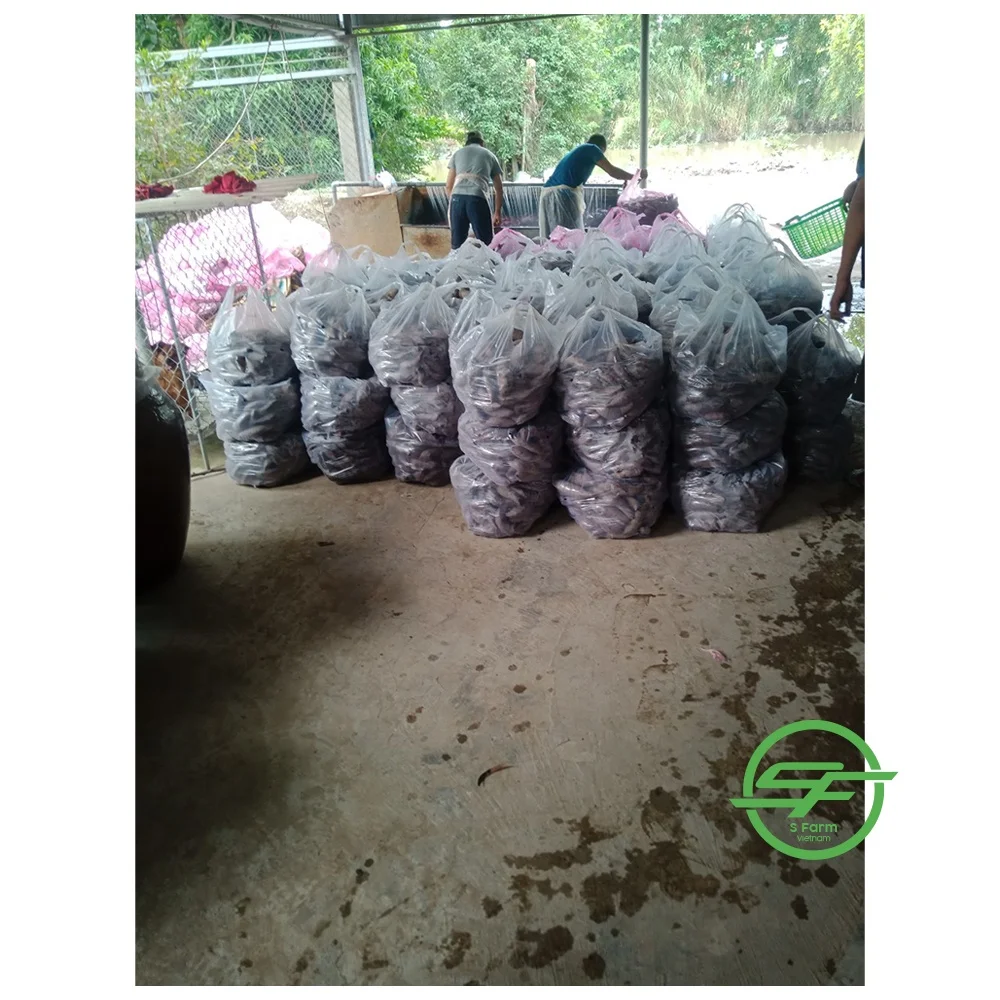 Factory price sweet potatoes organic vegetable origin Vietnam fresh sweet potato Purple color for export in bulk