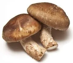 Top Quality Organic Dried Shiitake Mushroom//Most Popular Mushrooms Fresh Shiitake Mushrooms for Sale From Vietnam