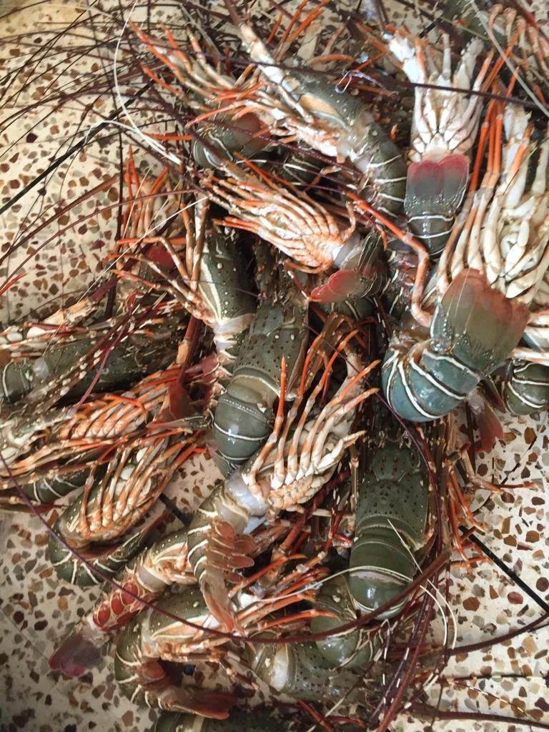 Lobster Whole Chilled Best Quality Master Seafood Product Country of Origin Bangladesh 100gm to 1000gm  Packing 10 KG per MC