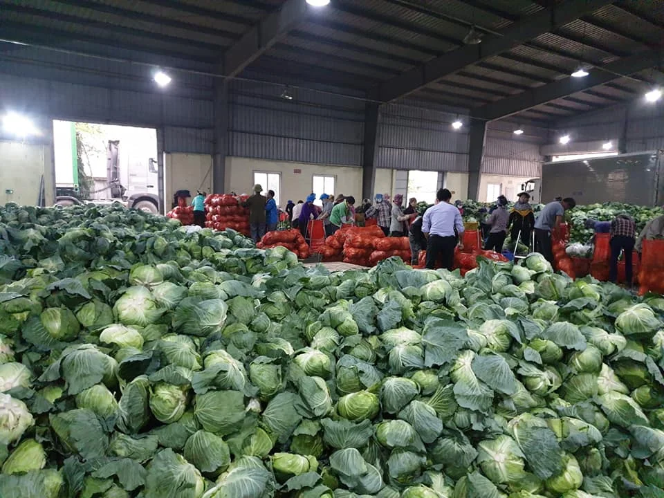 Sliced Frozen Fresh Green Cabbagein Vacuum Pack Wholesale Price Vietnamese Supplier