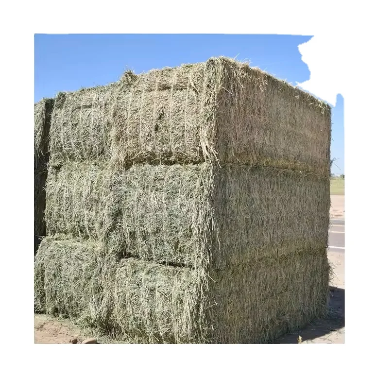 High quality Green Durable thorn grass bale silage / Hot sale Alfalfa hay in big bales for animal feeding available