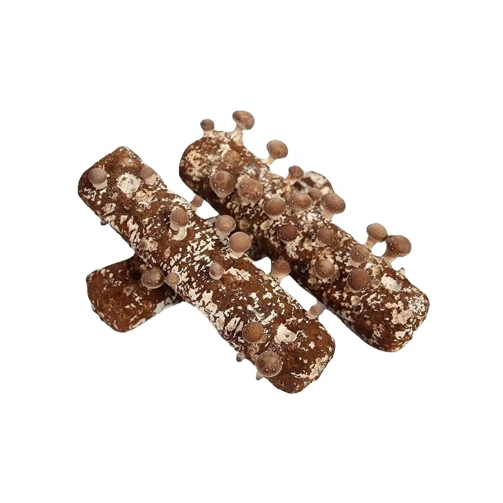 
China qihe mushroom logs shiitake spawn 