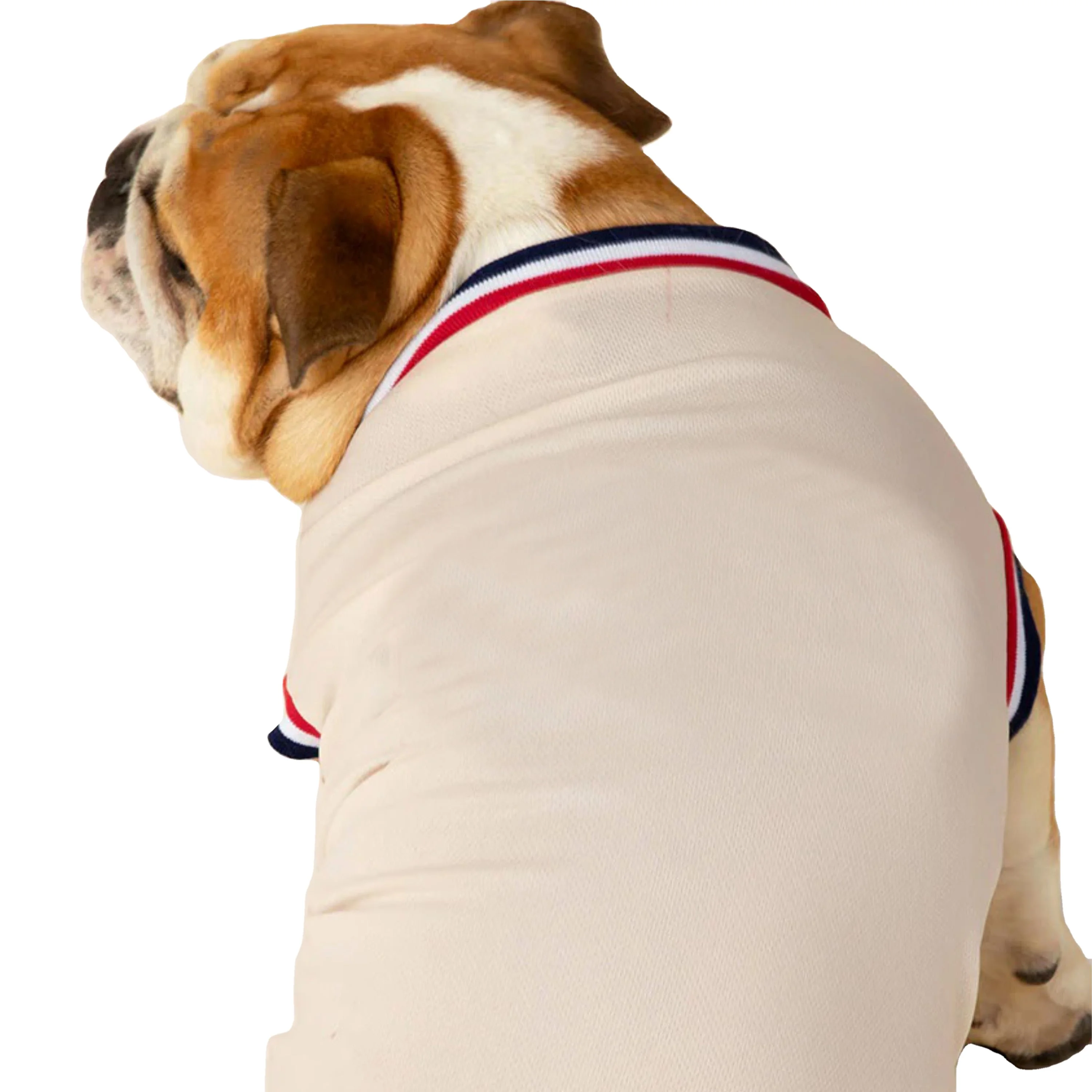Trendy and Stylish French Terry Sweatshirt for Dogs - High-Quality, Comfortable, and Perfect for Casual Wear