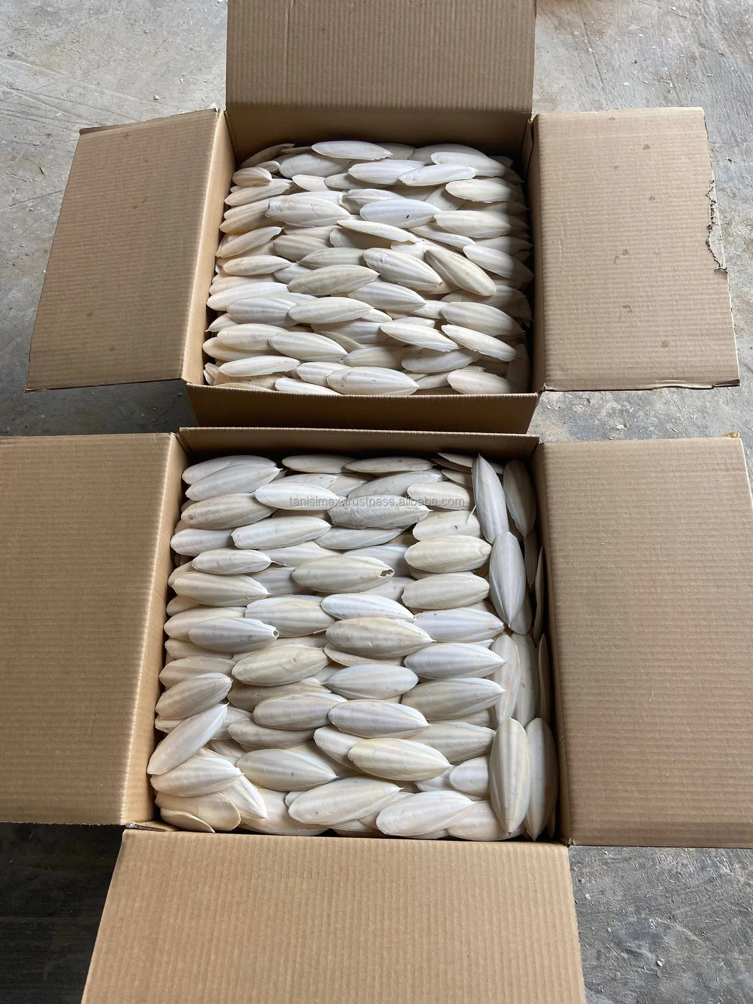 PREMIUM BULK SUPPLY: DRIED CUTTLEFISH BONE FOR PET NUTRITION!