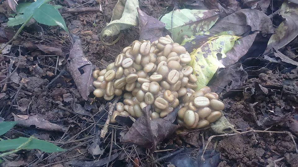 Premium Wild Civet Coffee Unparalleled Flavor Arabica Coffee Beans Kopi Luwak From Indonesian Expertly Roasted Coffee Beans