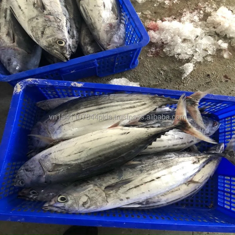 Best quality frozen whole round striped tuna from Viet Nam