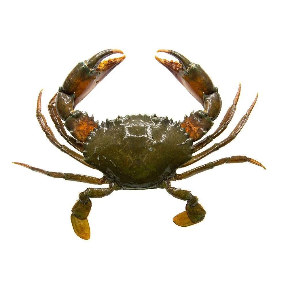 Quality Fresh Live Red King Crab blue crab shell