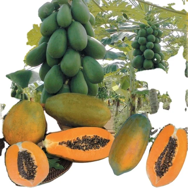 Papaya Red Glory F1 / Red Lady f1 Hybrid 500 piece packing per packet available for export in Pouch Packing and Tin Packing