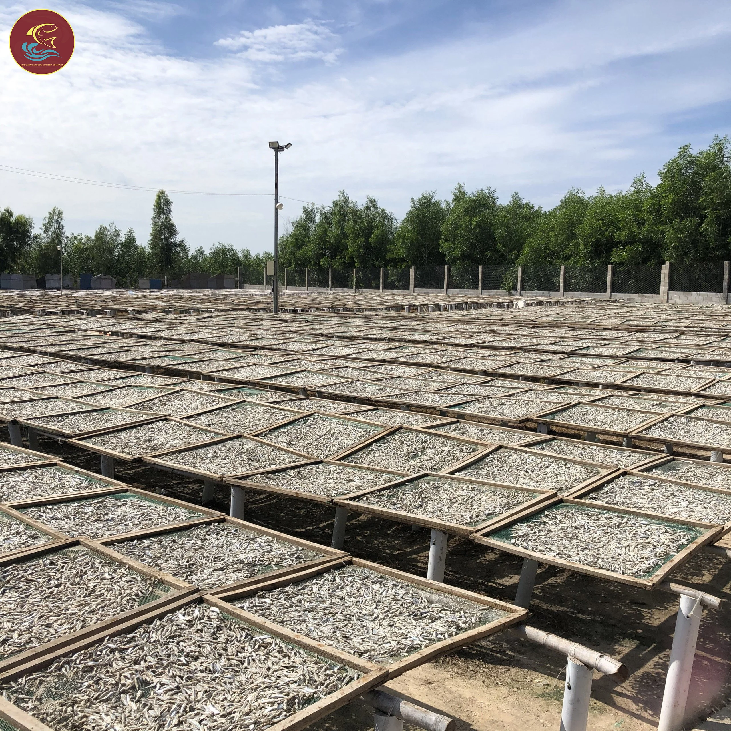 100% Sun Drying Ready To Ship Best Selling Dry Raw Whole Anchovy Fish Seafood From Vietnam Factory