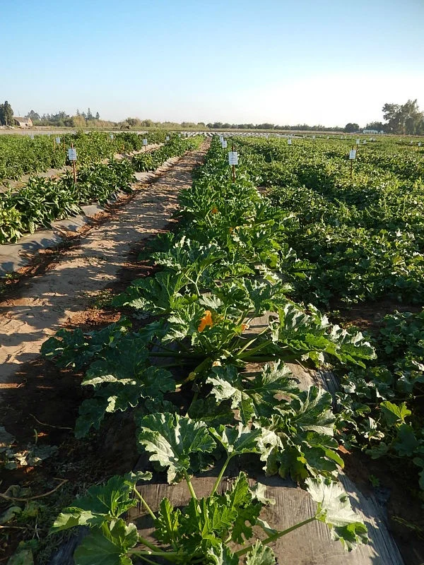 
Squash Hybrid King F1 Seeds 