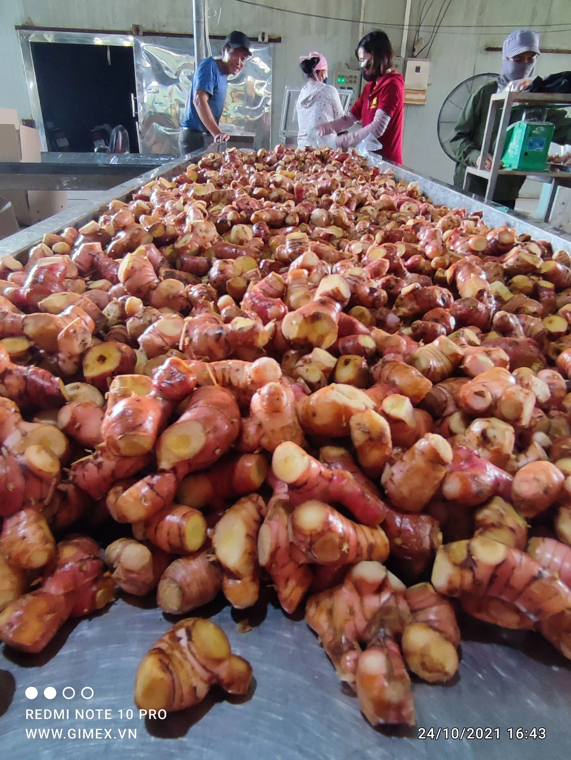 Свежий и замороженный розовый Galangal хорошая цена из Вьетнама свяжитесь + 84984418844