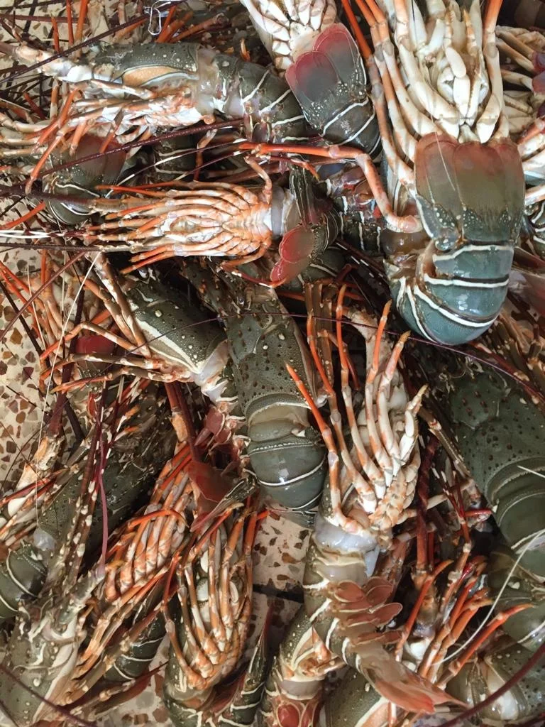 Lobster Whole Chilled Best Quality Master Seafood Product Country of Origin Bangladesh 100gm to 1000gm  Packing 10 KG per MC