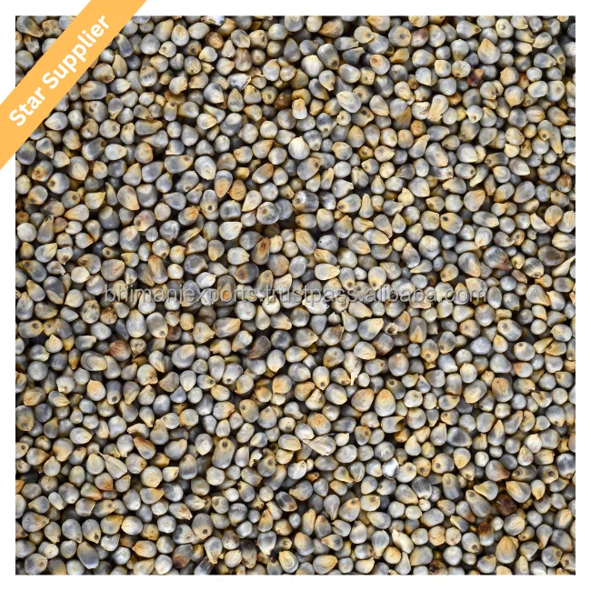 Зеленое просо/Bajra Agri Products индийский экспортер для потребления человеческих