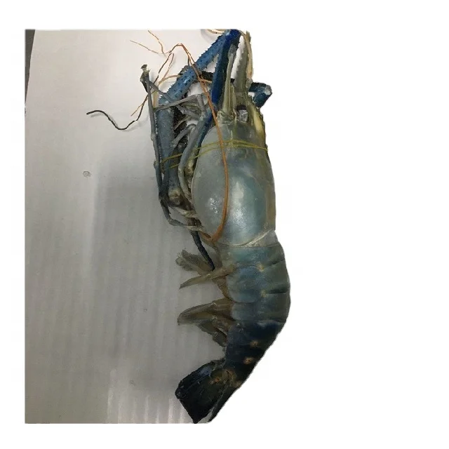 Горячая Распродажа вкусных мороженых свежей воды SCAMPI HOSO из бангладеш