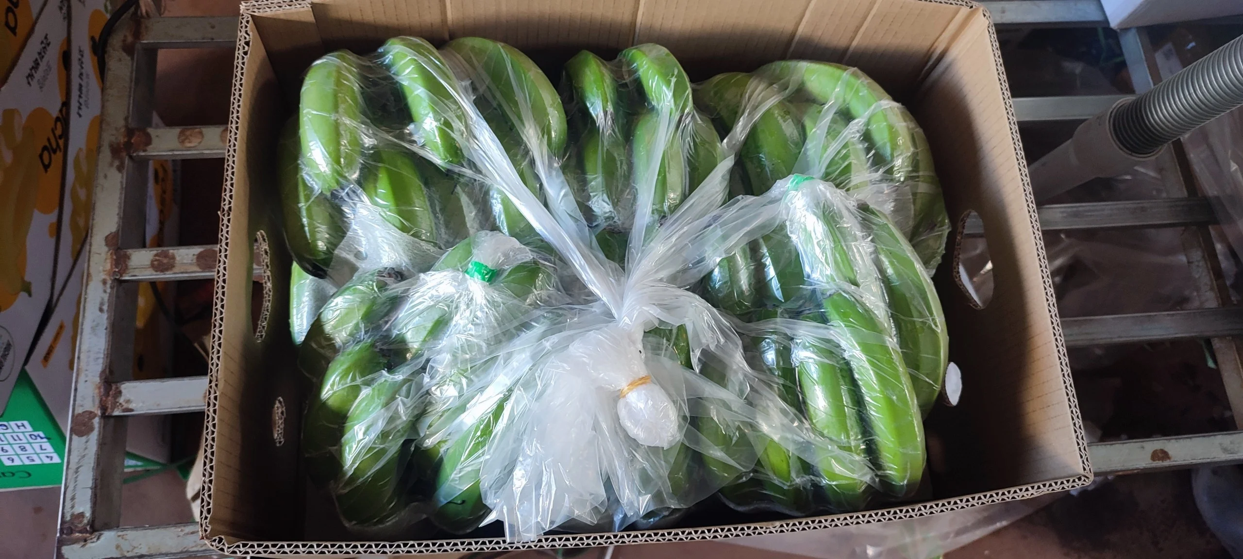 HIGHLAND BANANA HIGH QUALITY PRODUCED IN VIETNAM BIG SIZE EXOTIC FRUIT BEST PRICE