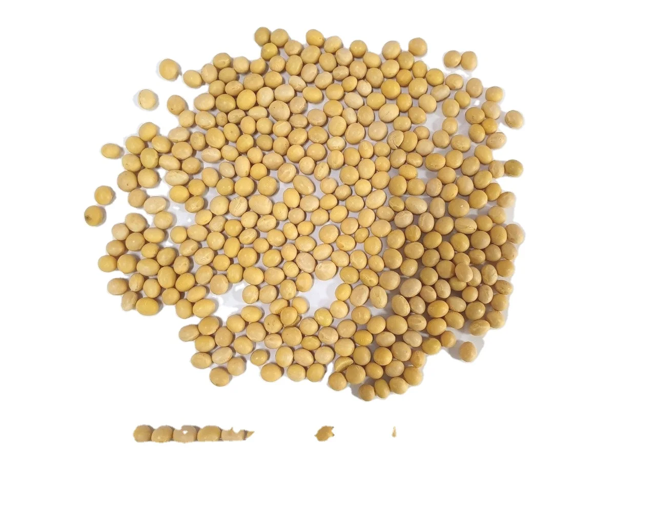 The best GMO Yellow Soybeans With Wholesale Price Large Quantity