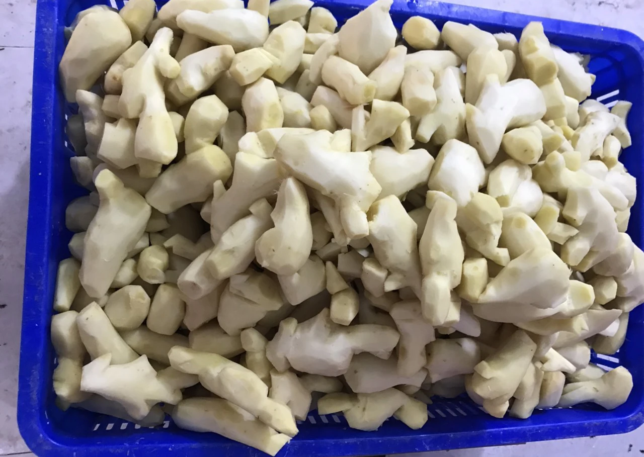 
NEW CROP 2021 FRESH YOUNG GINGER VIETNAM WITH BEST PRICE 