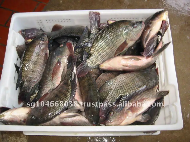 Frozen Fish Fresh Tilapia Supplier Block Bulk Style Packaging Package Weight Lbs Shelf Origin Latin Type TILAPIA WHOLE ROUND