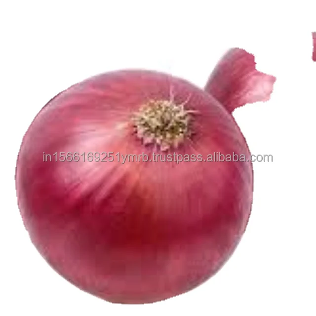 Fresh Shallots for Export Onion Non-peeled COMMON Round Liliaceous Vegetable