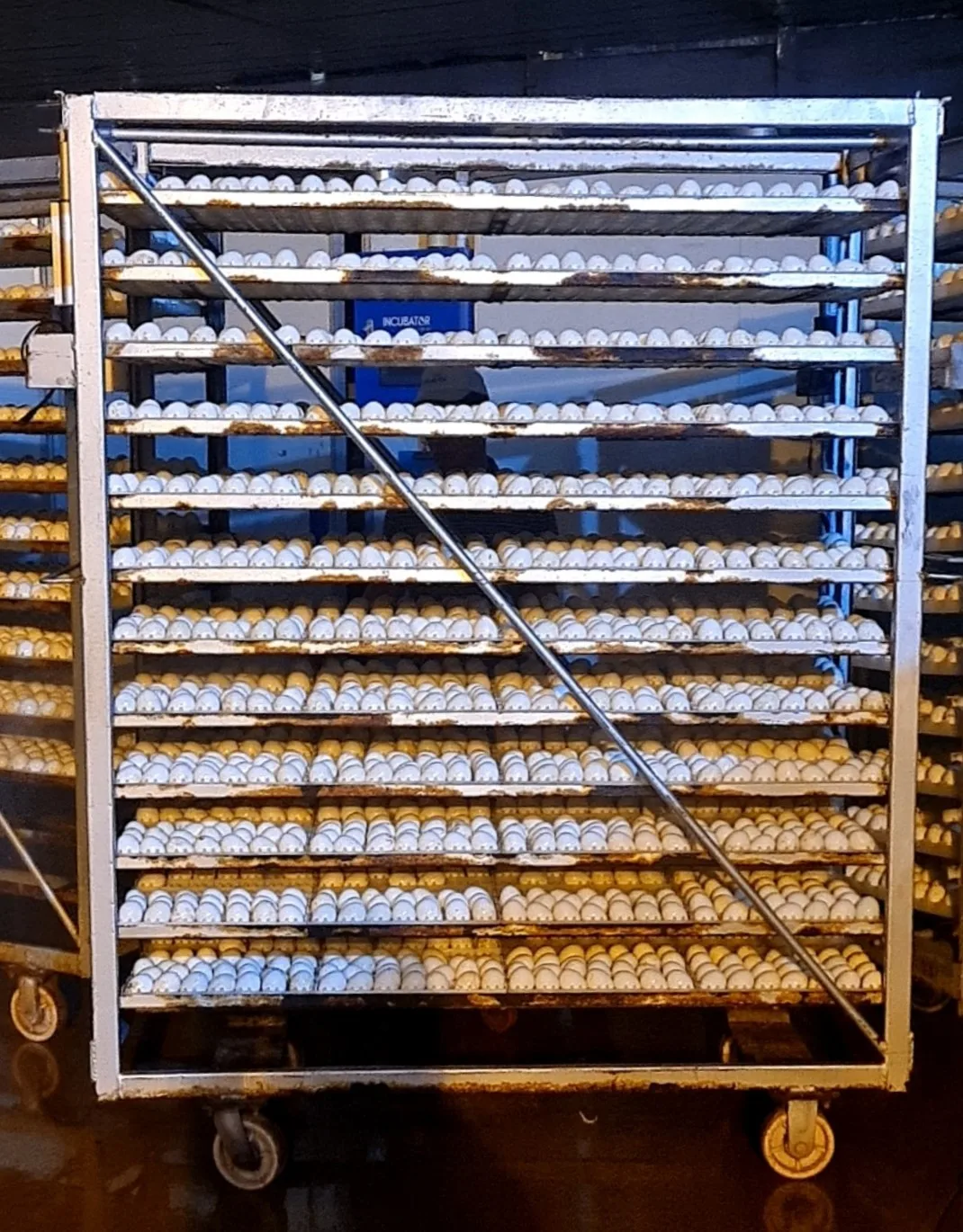 500 Eggs Hatching Machine Incubator Egg Tray New Vietnamese Manufacturer Best Quality Egg Incubator For Sale