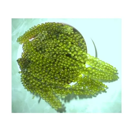 Обезвоженный/сушеный морской виноград соленые морские Винограды здоровая еда для приготовления салата суши японские блюда 99 золотых данных