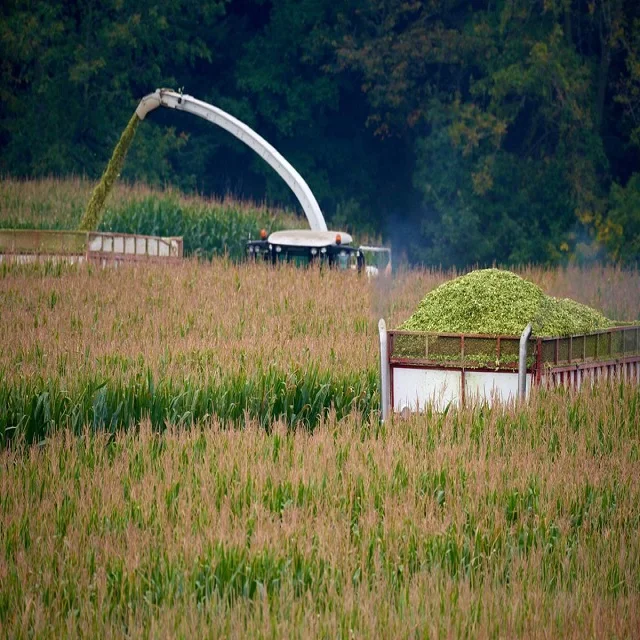 Wholesale Corn Silage Disease-Free Animal Feed for Cattle