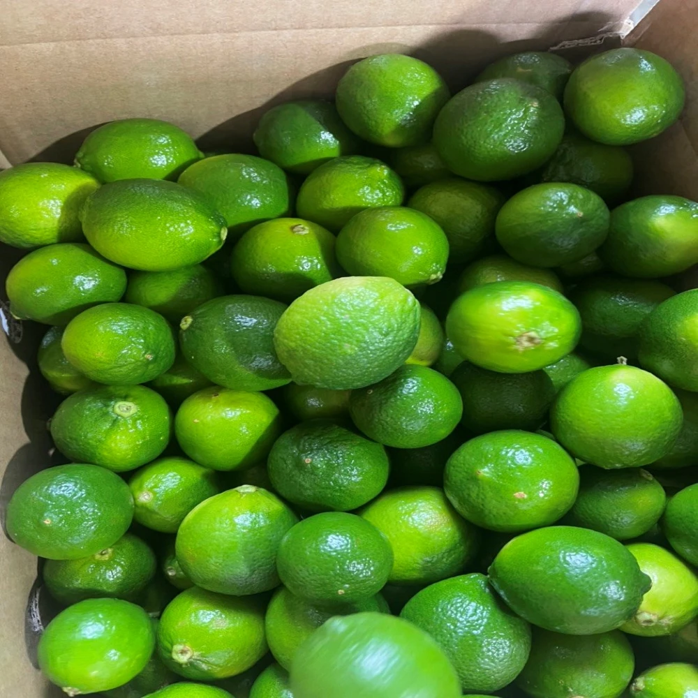 Fresh Seedless Lime Lemon Tropical Fruit Sour Taste Green Lemon For Drinking New Crop 100% Natural