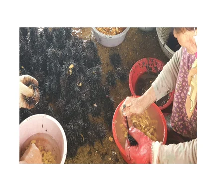 Натуральные морские икры, Корейская еда Omakase, лучшие ингредиенты для приготовления суши, морские водоросли, паста, рисовая лапша, свежий остров Чеджу