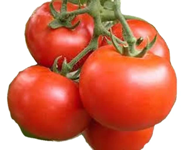 Fob price for Tomato Moneymaker OP Tomato Moneymaker OP - MN GLOBAL IMPEX FROM INDIA