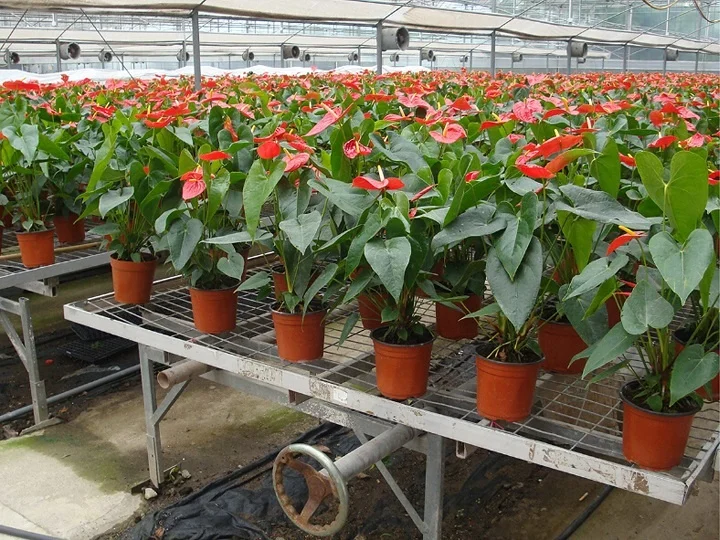 2021 высококачественный Настольный лоток для семян теплиц