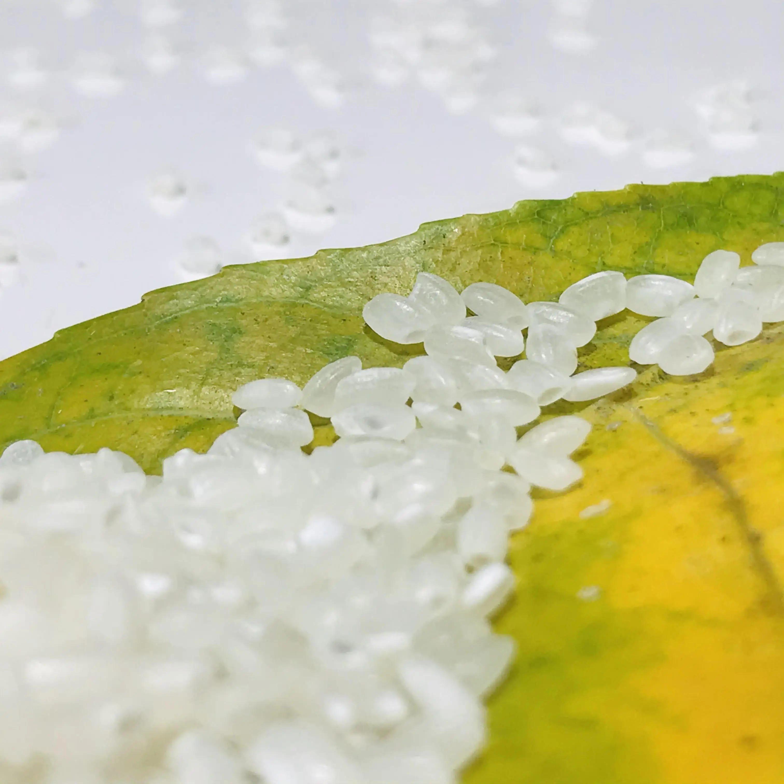 Seven Rice Mountain Japonica Rice Kind White Rice 20 tons MOQ 18 months Shelf Life