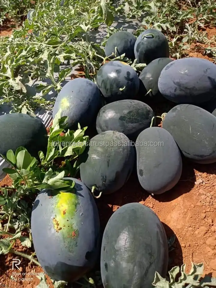 
Manufacturer of APEXX Hybrid watermelon seeds on wholesale price 
