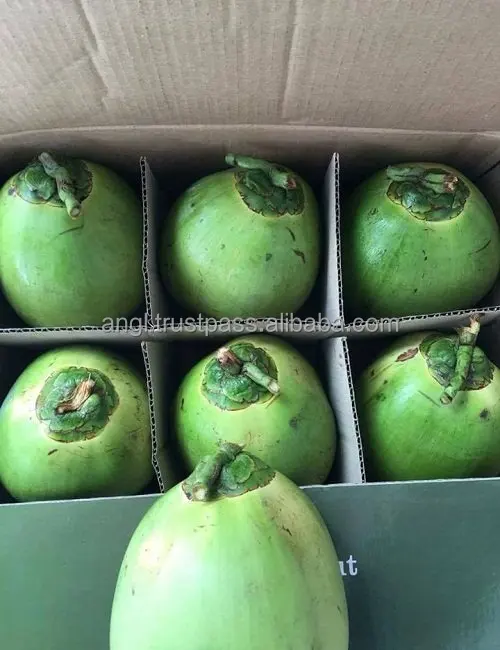 FRESH YOUNG COCONUT DIAMOND SHAPE HIGH QUALITY BEST PRICE FROM VIKAFOODS (WhatsApp/Wechat: + 84 983 028 718)