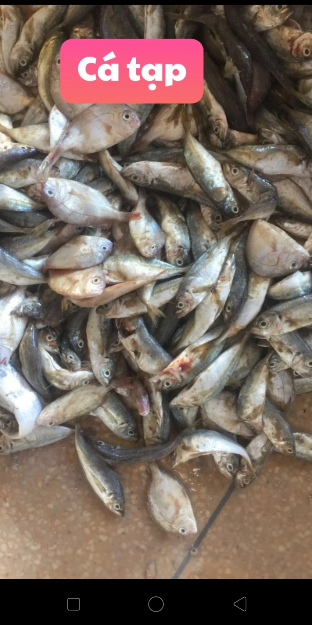 
Animal Feed - Fish Meal - High Protein Origin Vietnam 