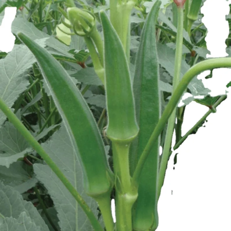 99% Purity for Okra / Okro for for consumption verity Okra Clemson Spineless (Op) Verity for for consumption