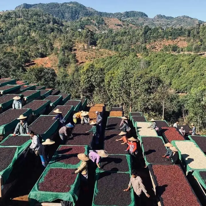 HANCOFFEE новые культуры Лучшая цена Арабика робуста зеленая фасоль необжаренная кофейная высокого качества