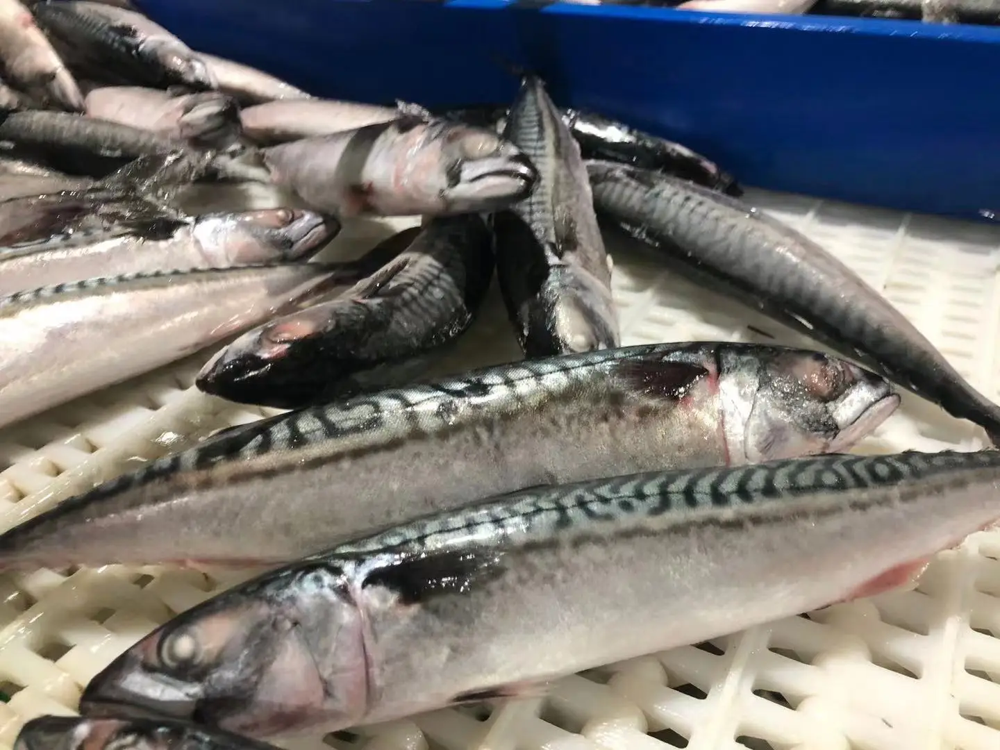 FROZEN Fish Body Block Bulk Style Packaging Gap Cut Spanish Frozen Importers Whole Sea Frozen Mackerel For Sale In Bag Packing