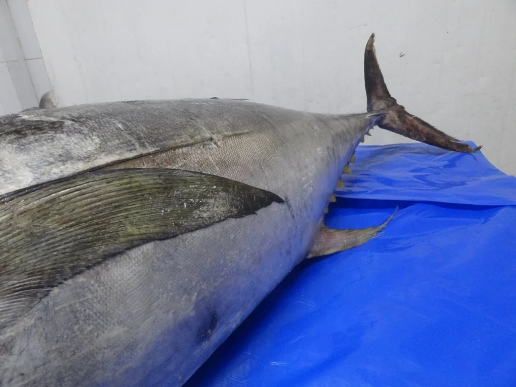 Поставка желтый тунца Замороженные 9THUNNUS albacare