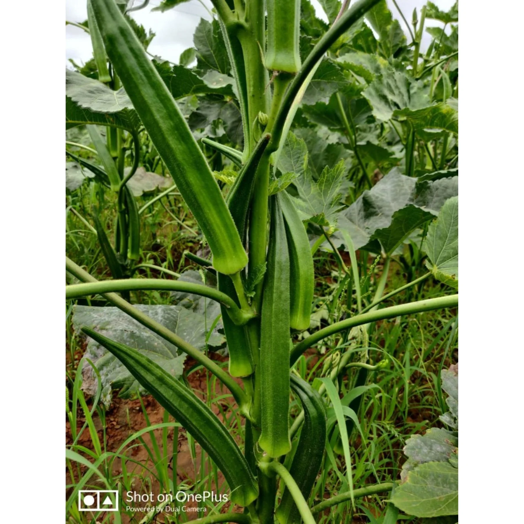 green okra arka anamika by indian exporters growers production of indian okras