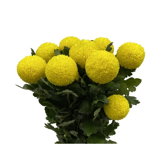 Vietnam Good Price for Chrysanthemum Constellation Pingpong Variety Mesmerizing Display Form Flower
