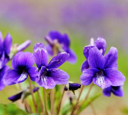 Buy Bulk Violet Leaf Absolute Oil Wholesale price from india largest manufacture Amarnath Exports Organic Violet Leaf Oil