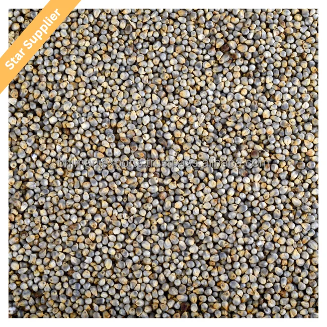 Зеленое просо/Bajra Agri Products индийский экспортер для потребления человеческих