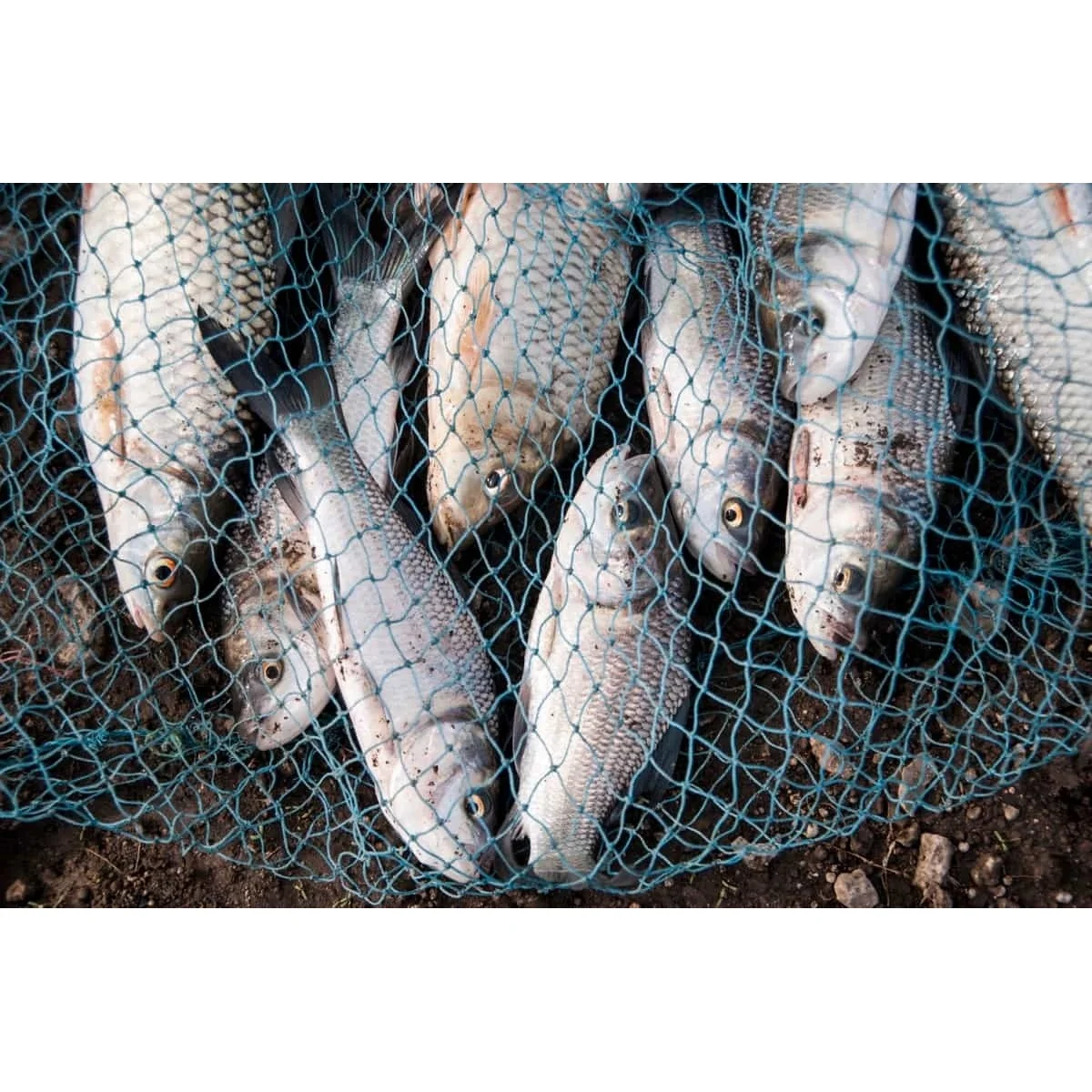 T1B Biofloc Probiotics for Eco-Friendly Aquaculture Practices