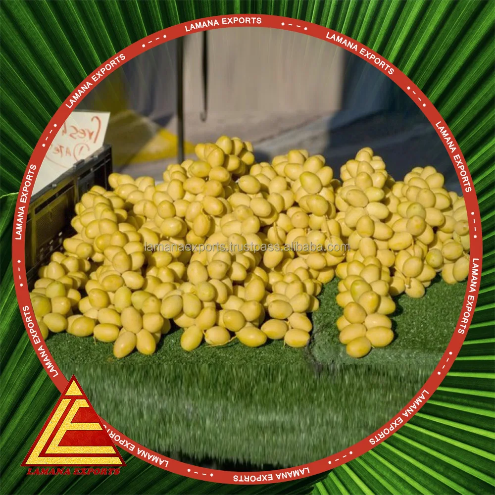 
Indian Premium Quality Exotic Barhe Dates / Yellow Palm Dates / Date Fruit 
